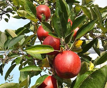 Äpfel bereit zur Ernte