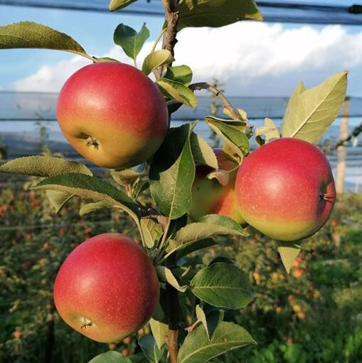 cropped-Rundgang-Obstgarten1.jpg